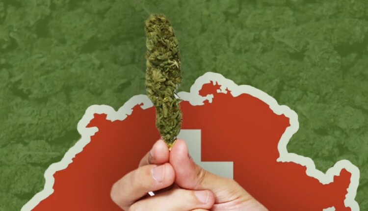 Produção de cannabis industrial mobiliza mais de 700 pequenos produtores no Paraguai.