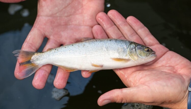 Crescimento dos peixes será acompanhados pelos técnicos de Itaipu.