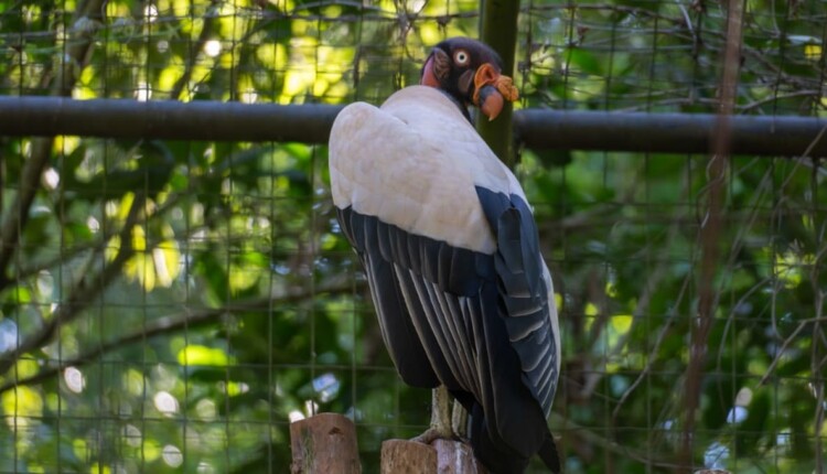 Bico do urubu-rei é forte e consegue romper carcaças de animais.