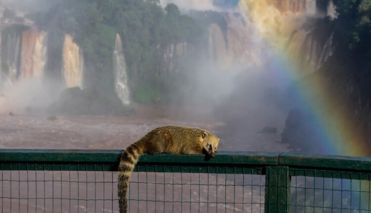 Benefícios permitem aproveitar ainda mais os atrativos de Foz do Iguaçu.