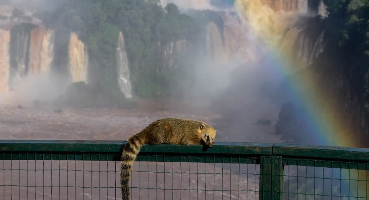 Benefícios permitem aproveitar ainda mais os atrativos de Foz do Iguaçu.