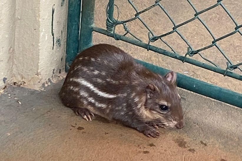 Mãe do filhote nascido em Telêmaco Borba veio do refúgio de Itaipu.