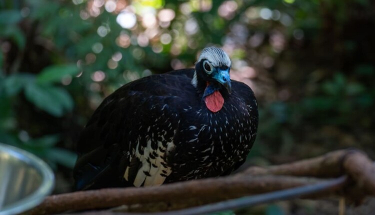 Jacutinga sofre com a fragmentação das áreas de mata e com a caça predatória.