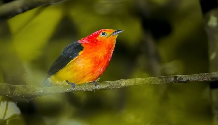 Uirapuru-laranja tem padrõe diferentes de cores para machos e fêmeas.