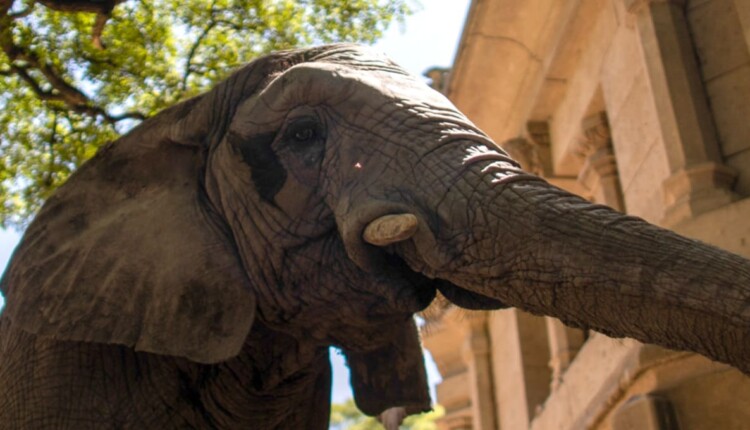 Pupy, fêmea de elefante africano, foi levada para a Argentina ainda filhote.