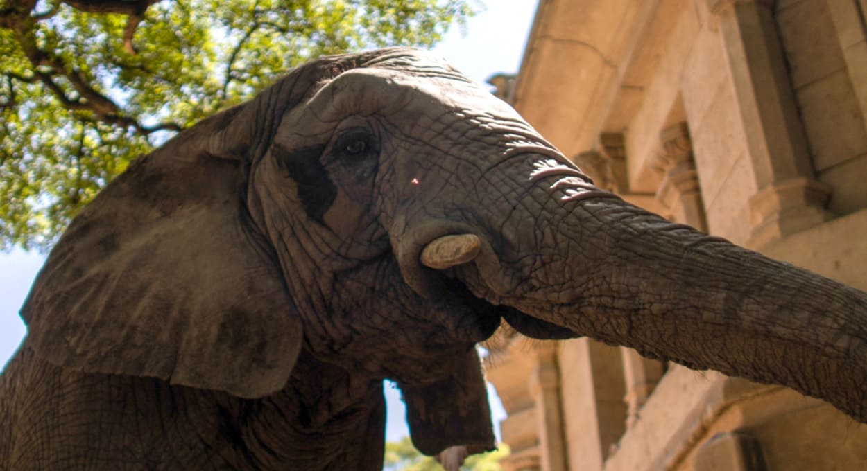 Pupy, fêmea de elefante africano, foi levada para a Argentina ainda filhote.