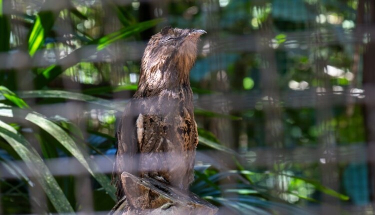 Urutau costuma ficar camuflado na ponta de troncos secos de árvores.