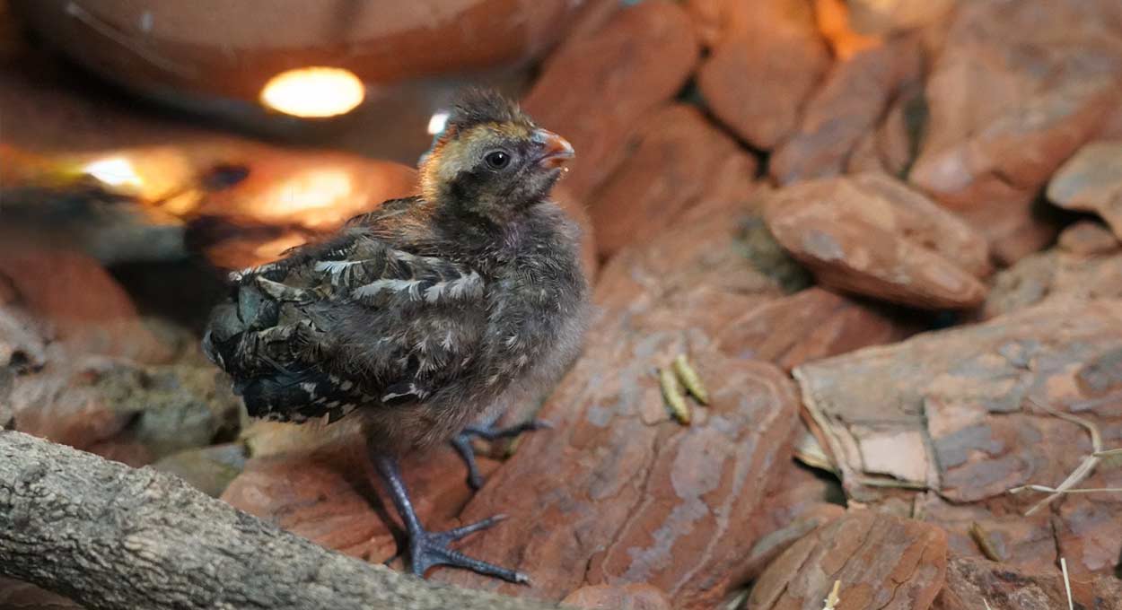 Uru - Parque das Aves