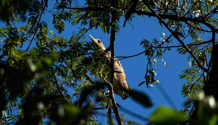 Bosque Guarani: prefeitura abre consulta sobre modelo de manejo