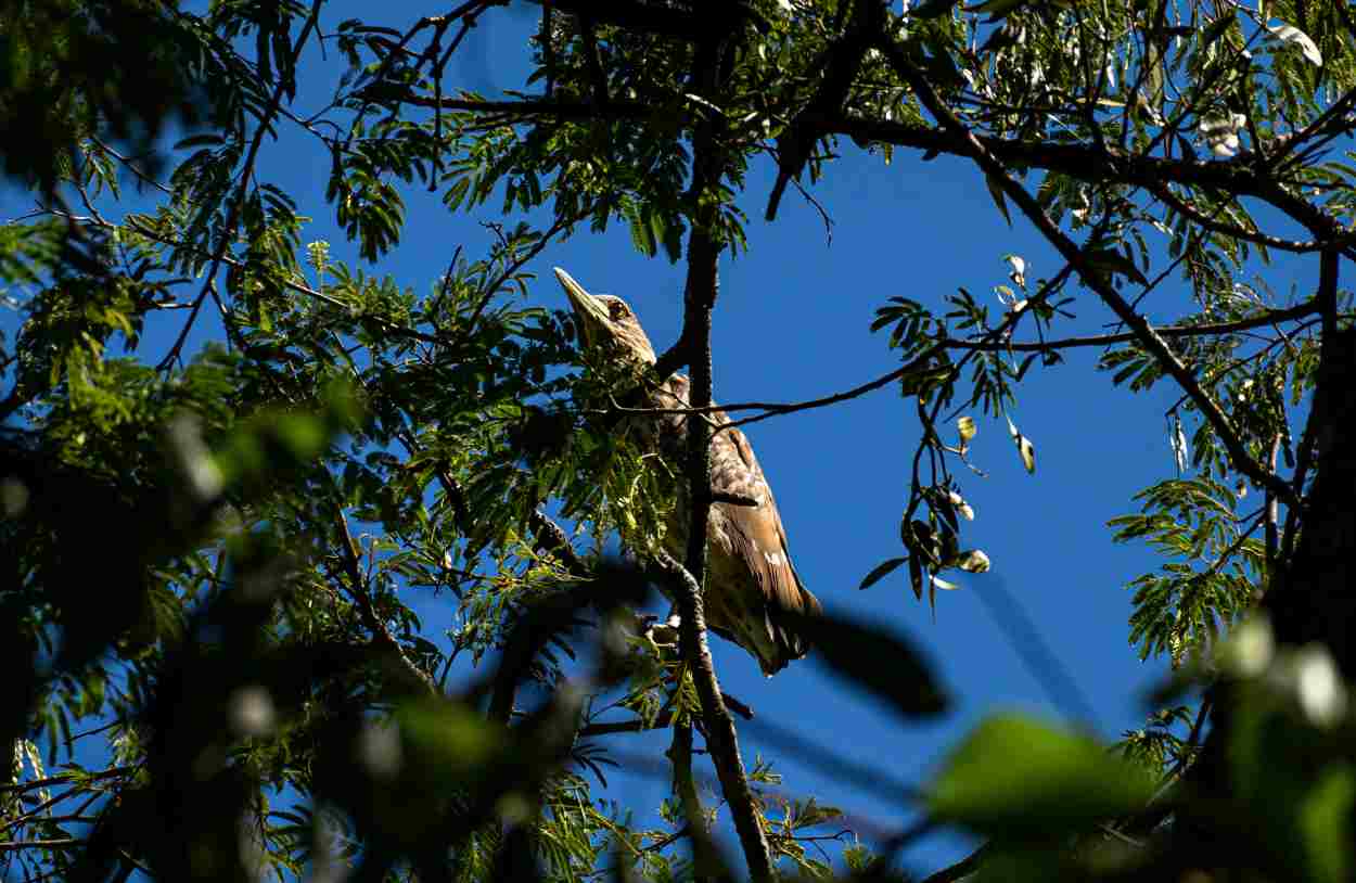 Bosque Guarani: prefeitura abre consulta sobre modelo de manejo