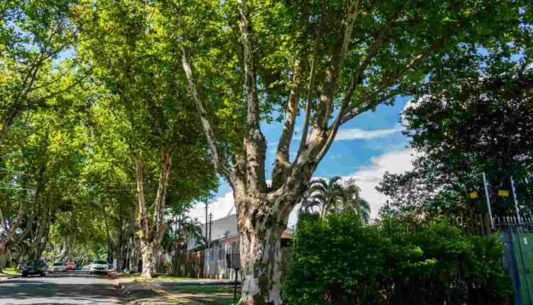 Seis ‘túneis verdes’ para conectar-se com a natureza em Foz do Iguaçu