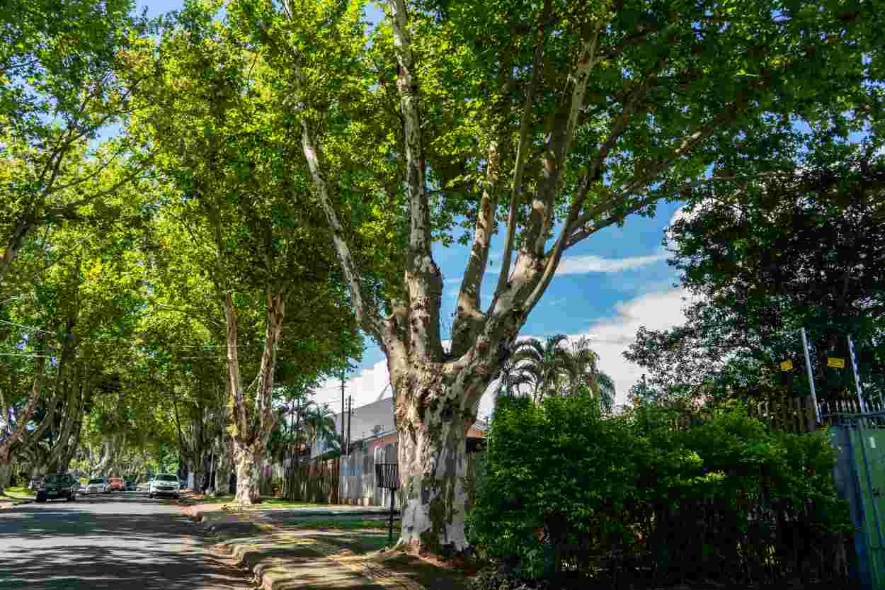 Seis ‘túneis verdes’ para conectar-se com a natureza em Foz do Iguaçu