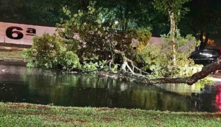 Temporal derruba oito árvores e afeta rede elétrica em Foz do Iguaçu