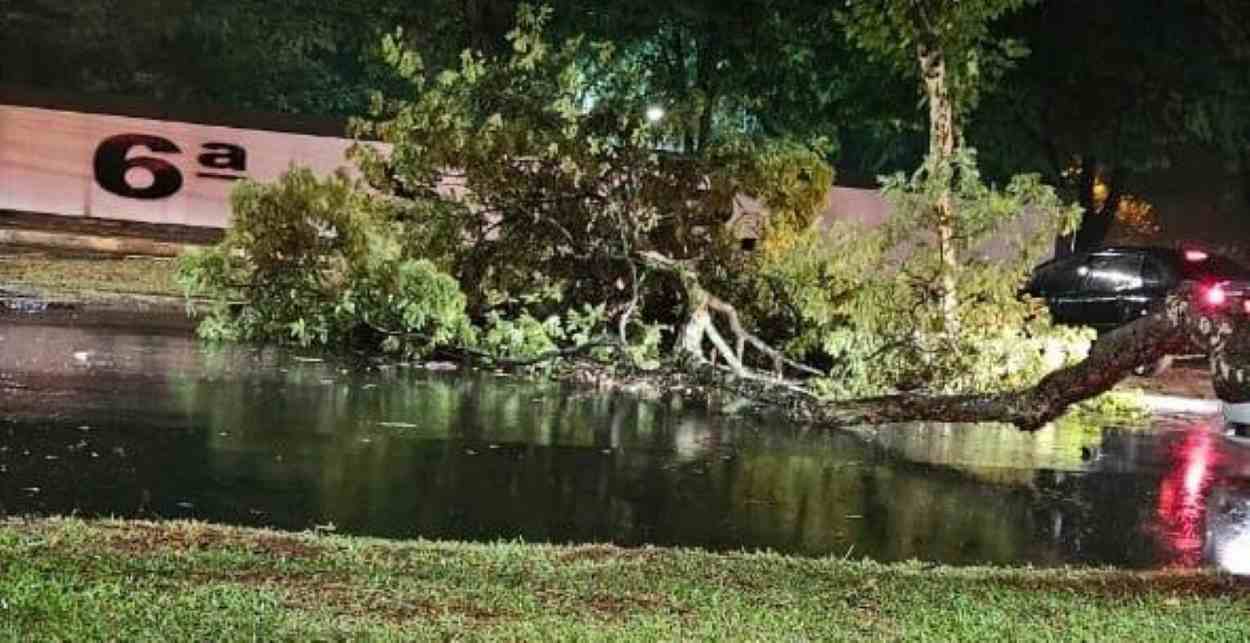 Temporal derruba oito árvores e afeta rede elétrica em Foz do Iguaçu