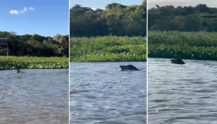 Local exato do avistamento da anta não foi revelado, como forma de proteger o animal da ação de caçadores.