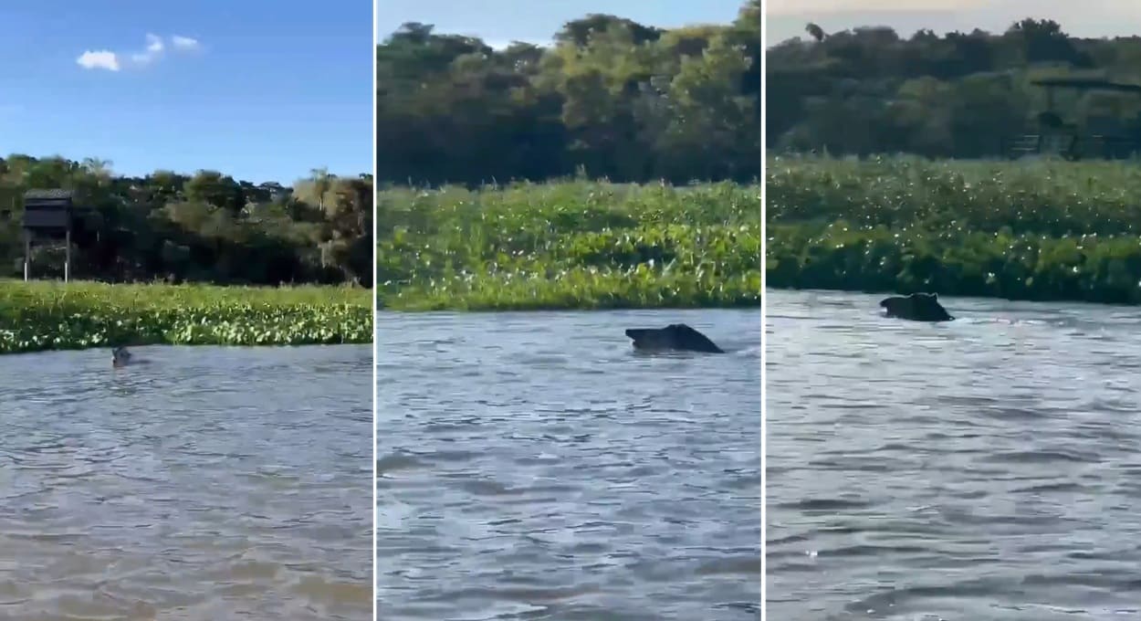 Local exato do avistamento da anta não foi revelado, como forma de proteger o animal da ação de caçadores.