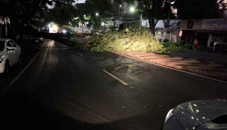 Queda de árvore na Avenida JK, área central de Foz do Iguaçu.