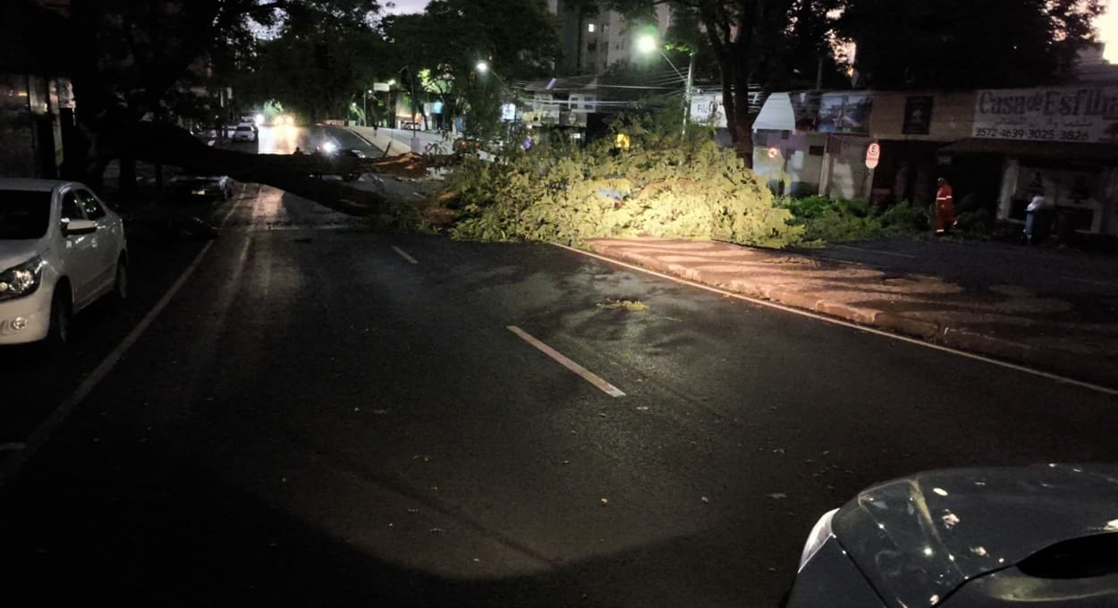 Queda de árvore na Avenida JK, área central de Foz do Iguaçu.