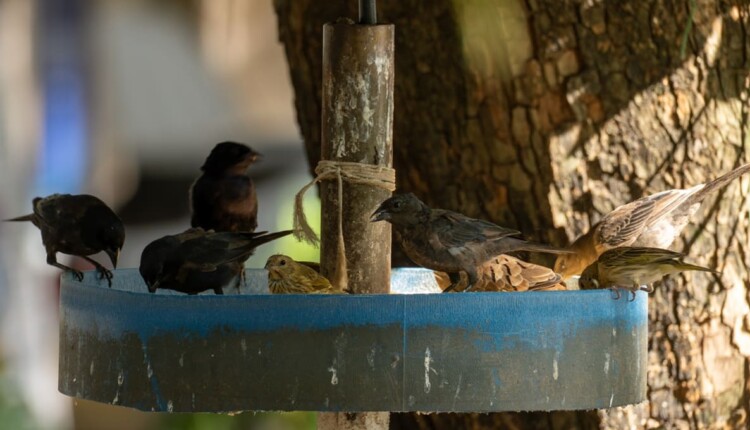 Pássaros de diferentes tipos dividem o espaço em Foz do Iguaçu.