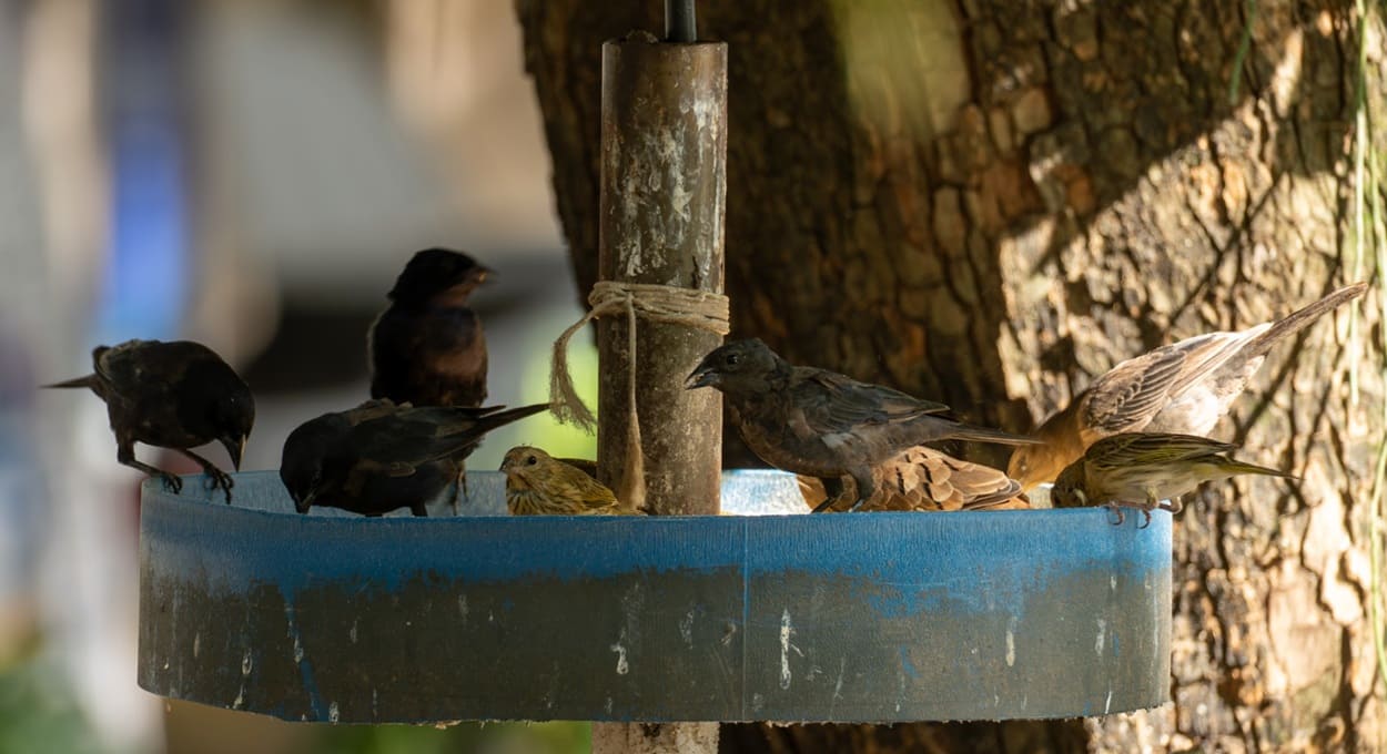 Pássaros de diferentes tipos dividem o espaço em Foz do Iguaçu.