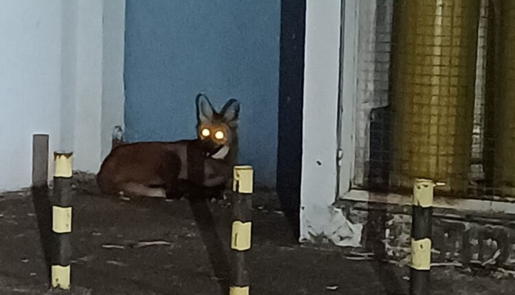 Lobo-guará foi encontrado ao lado de um restaurante na Avenida das Cataratas.