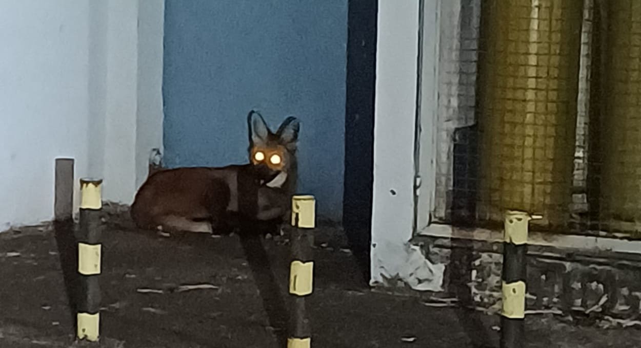 Lobo-guará foi encontrado ao lado de um restaurante na Avenida das Cataratas.