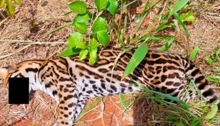 Jaguatirica estava caída às margens da Rodovia Nacional 12 em Puerto Iguazú.