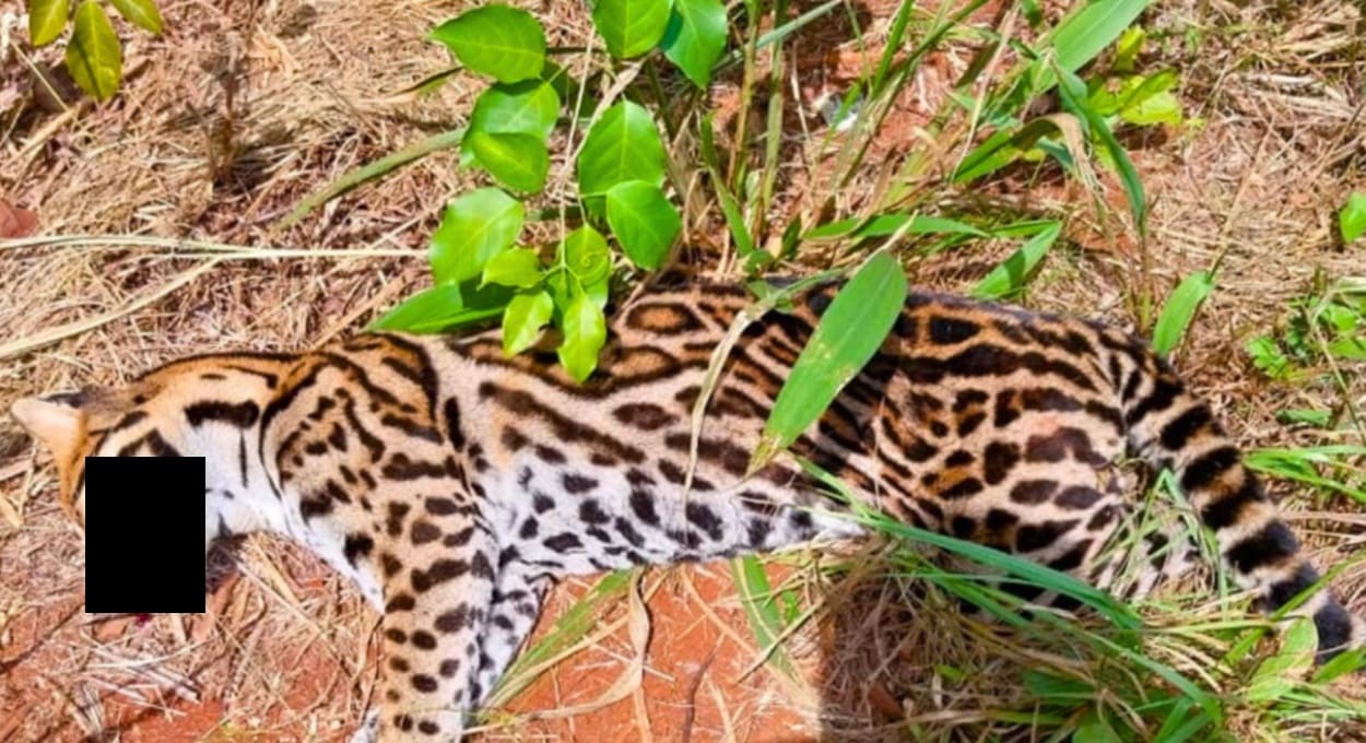 Jaguatirica estava caída às margens da Rodovia Nacional 12 em Puerto Iguazú.