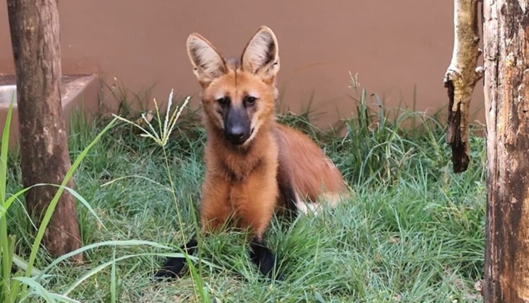 Lobo-guará recebeu o nome de Ybipiru, dado pelas equipes de resgate.