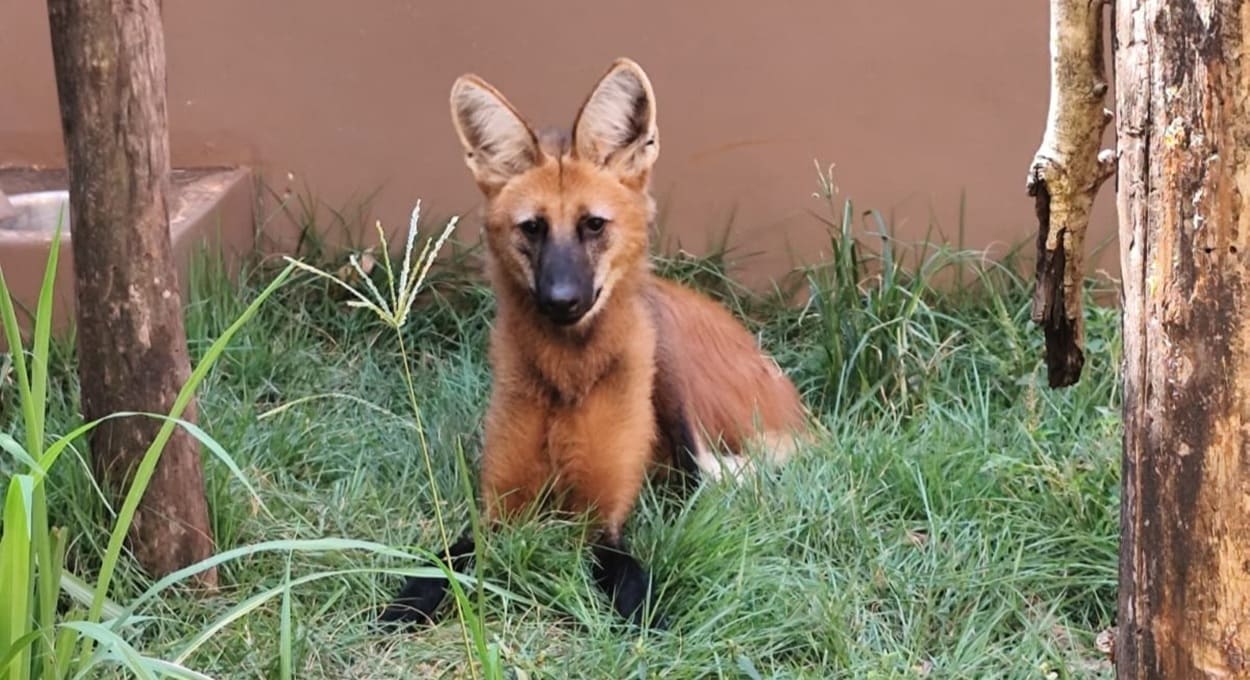 Lobo-guará recebeu o nome de Ybipiru, dado pelas equipes de resgate.