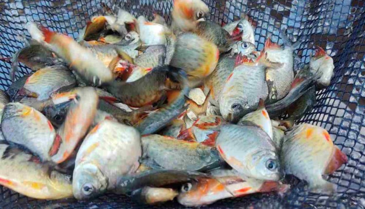 Prefeitura cadastra produtores para a Feira do Peixe em Foz do Iguaçu