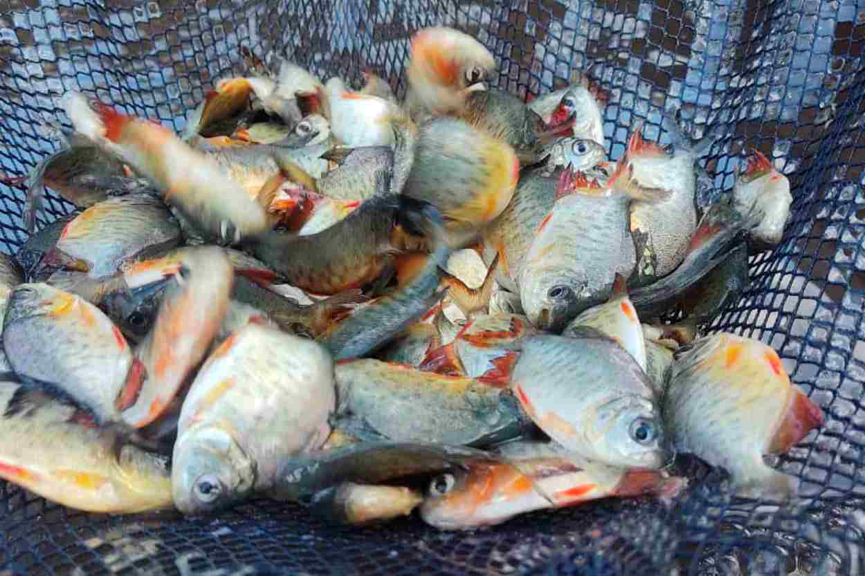 Prefeitura cadastra produtores para a Feira do Peixe em Foz do Iguaçu